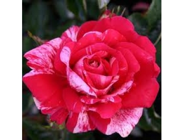  Роза чайно-гибридная Папагено